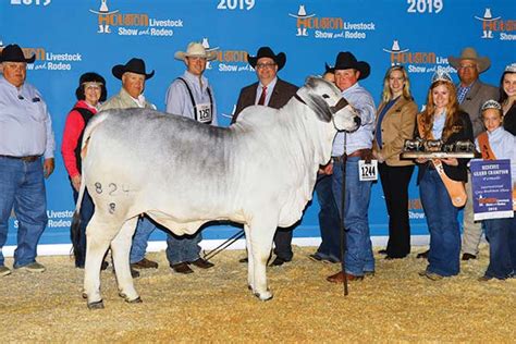 National or international grand champion brahman females. 2019 HLS&R - International Gray Female Show - The Brahman ...