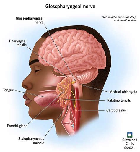 glossopharyngeal nerve cranial nerve 9 anatomy and function cranial nerves glossopharyngeal