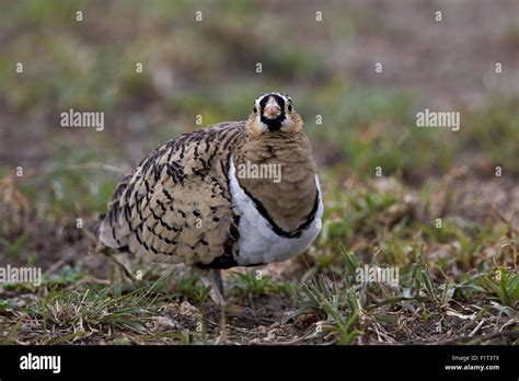Black Faced Sandgrouse Pterocles Decoratus Hi Res Stock Photography And