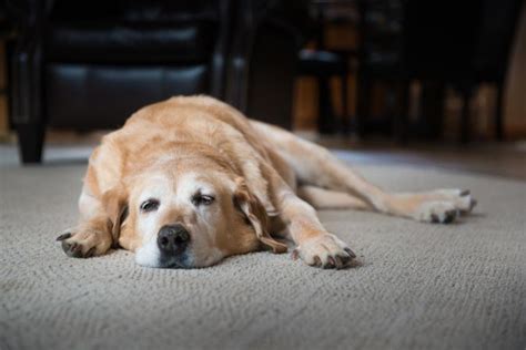 Wandering, excessive meowing, apparent disorientation, and avoidance of social interaction. How Can I Tell If My Dog Had a Stroke | LoveToKnow
