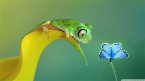 Tree Frog Wallpaper 66 Pictures