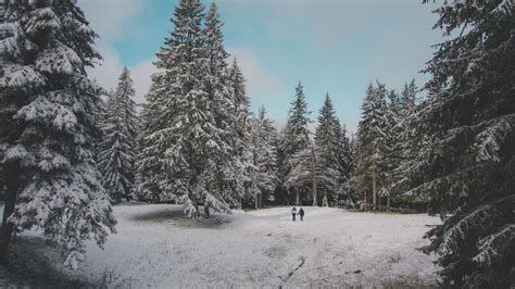 Download Wallpaper 1920x1080 Forest Trees People Snow
