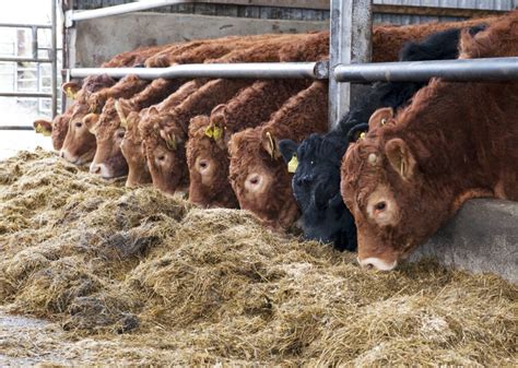 Uk Beef Farmers Warned Of Strong Irish Competition In 2015 Agrilandie