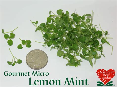 Nbg Micro And Petite Mint Varieties