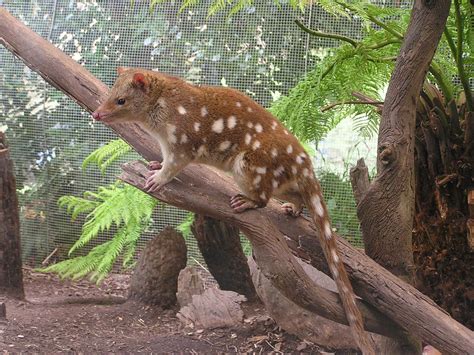 Tiger Quoll Fun Animals Wiki Videos Pictures Stories