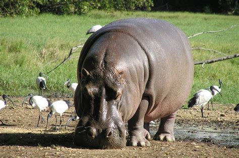 Hippos The Third Largest Land Animals On Earth Nature Blog Network