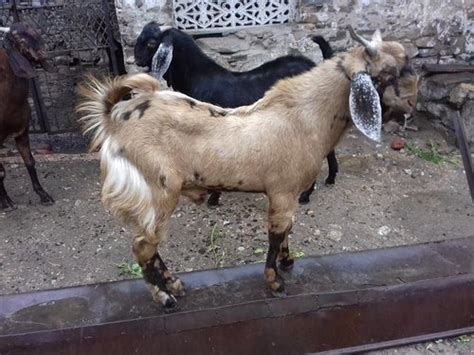 Manya Sirohi Male 1 Goat And Sirohi Male Goats From Ajmer