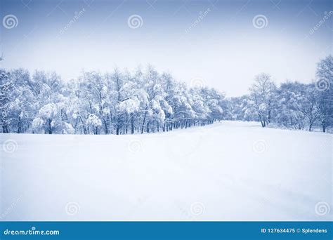 Winter Snowing Season Forest Landscape With Snowy Covered Trees And
