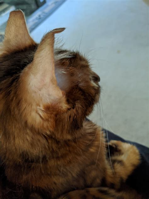 Tip Of Cats Ears Have Become Bent Raskvet