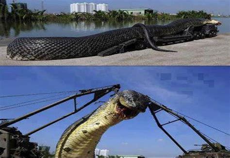 Sals Peters Photonews The Amazing Giant Snake Killed In Egypt Red Sea