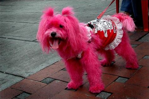 If Its Pink Pink Dog