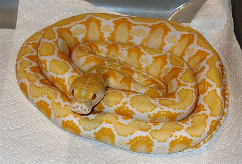 Some Photos Of My New Albino Dwarf Reticulated Python