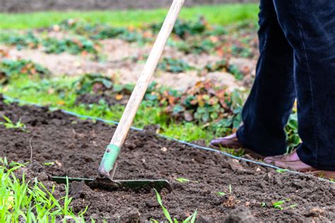 3 Keys To A Great Fall Garden Clean Up Putting The Garden To Bed