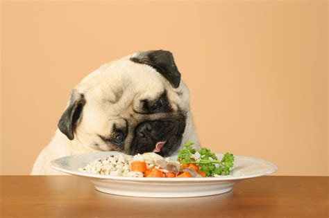 Can Your Dog Get Tired of Eating the Same Food Over and Over? | ESA Co.