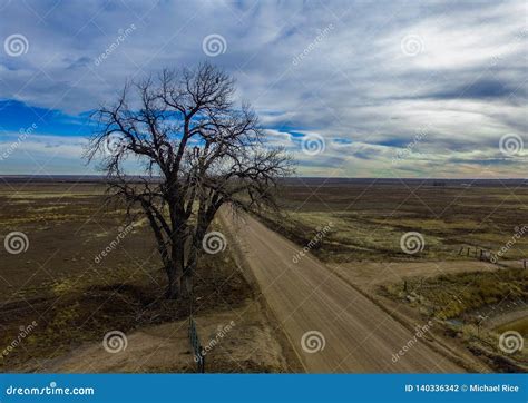 Lone Tree Along Country Dirt Road Stock Photo Image Of Blue Grows