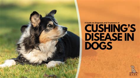 A Comprehensive Guide On Diagnosis And Treatment Of Cushings Disease