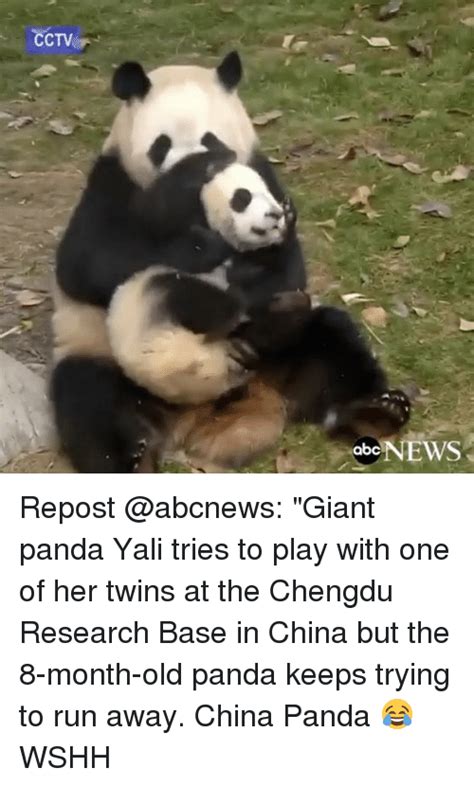 Cctv Abc News Repost Giant Panda Yali Tries To Play With One Of Her