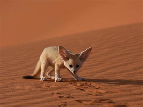 Western Sahara Desert Wildlife Tour Responsible Travel