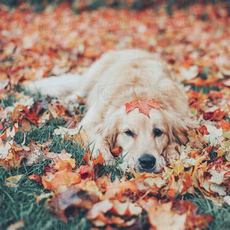 Golden Retriever Dog Lying In Autumn Leaves Stock Photo Dissolve