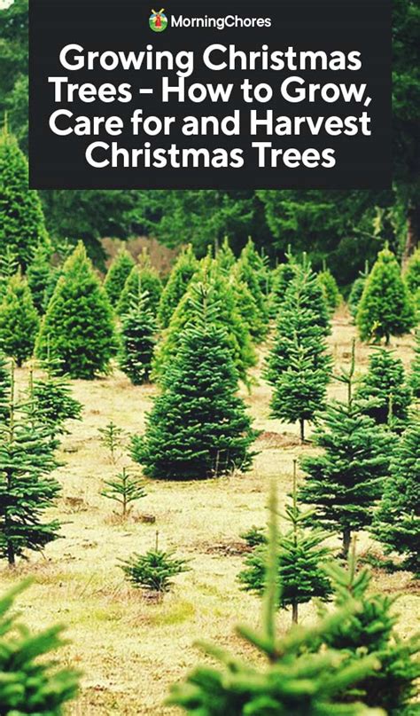 Growing Christmas Trees Varieties Planting Care And Harvest