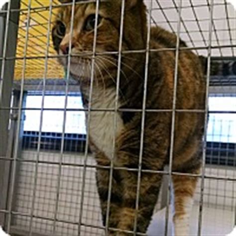 Coastal pet rescue savannah ga. Savannah, GA - Domestic Shorthair. Meet Missy a Cat for ...