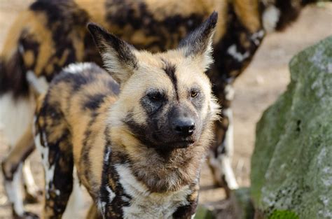 Amazing Facts About African Wild Dogs Onekindplanet Animal Education