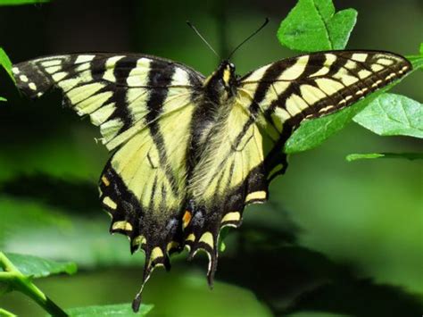 Butterflies Of The Fwg Swallowtails Ofnc