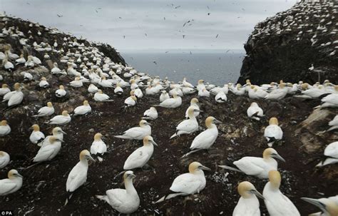 World S Largest Gannet Colony Dominate Scotland Rock Where Seabirds Live Daily Mail Online