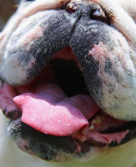 Bad Breath In Dogs What Causes It And What You Can Do About It