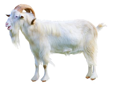 Sheep-goat hybrid Cattle Ahuntz Sheep-goat hybrid - goat ...