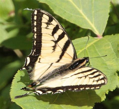 Eastern Or Canadian Tiger Swallowtail Papilio Canadensis Bugguide Net