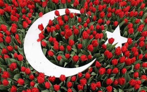 Turkish Tulips Wander Lord