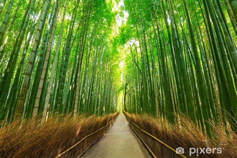 Wall Mural Arashiyama Bamboo Forest In Kyoto Japan Pixersnetau