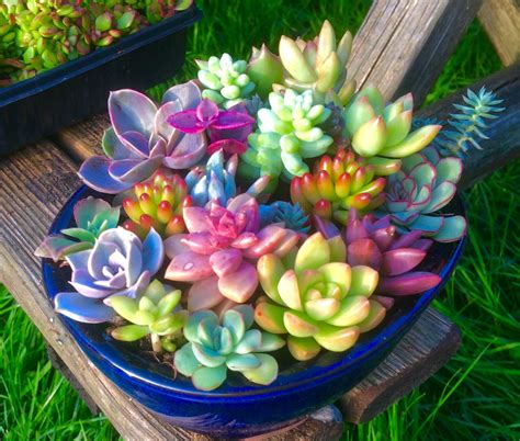 Succulent Arrangement With 20 Species Seen From Side This Includes