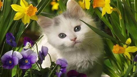 Kitten Spring Wallpaper 65 Images