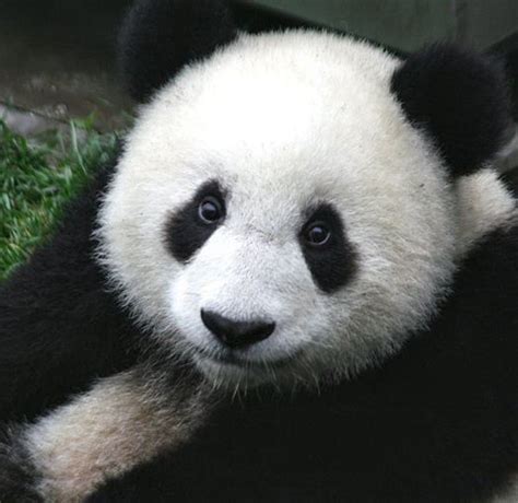 Giant Pandas Are No Longer Endangered—but Were Not In The Clear