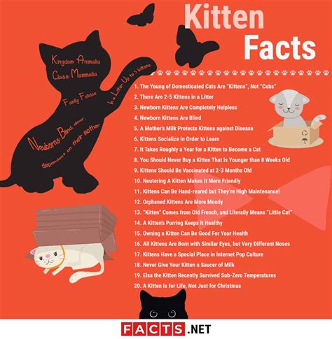 Top 20 Kitten Facts Birth Behavior Development And More