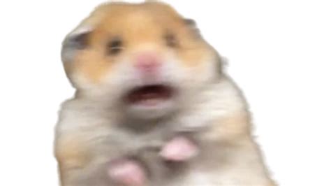 Scared Hamster Blank Template Imgflip