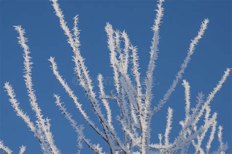 Beautiful Closeup Of Ice Crystals On Tree Branches Stock Image Image