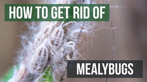 Mealybug Control How To Get Rid Of Mealybugs