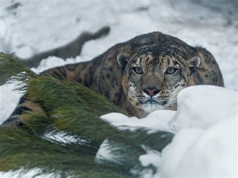 Cats Snow Leopard Big Cat Wildlife Predator Animal Hd Wallpaper