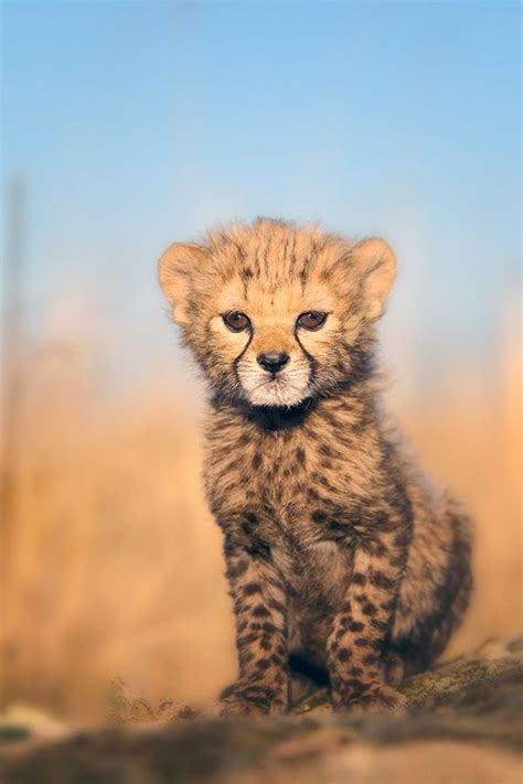 Baby Cheetah Wallpaper Wallpapersafari