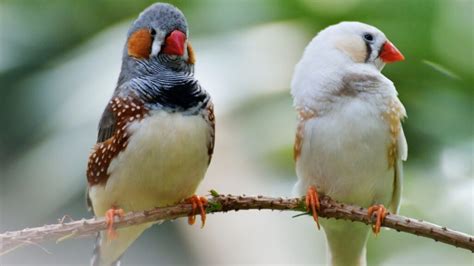 Everything You Need To Know About Zebra Finch In 2023 Pet Engineers