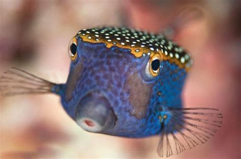 Spotted Boxfish Beautiful Sea Creatures Sea Fish Marine Fish