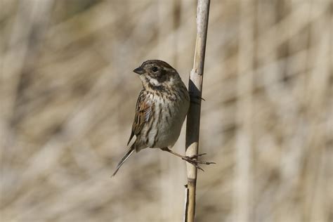 Common Reed Bunting Rohrammer Emberiza Schoeniclus Fem Flickr