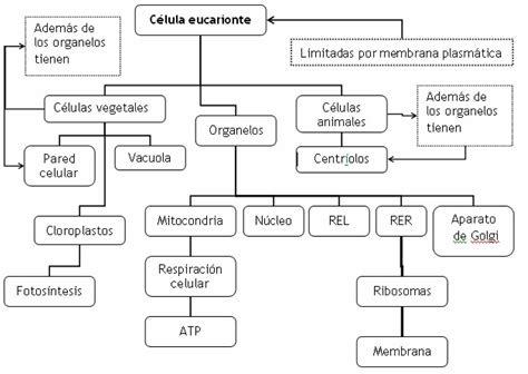 Mapa Conceptual De Los Organelos De La Células Eucariotas Brainlylat