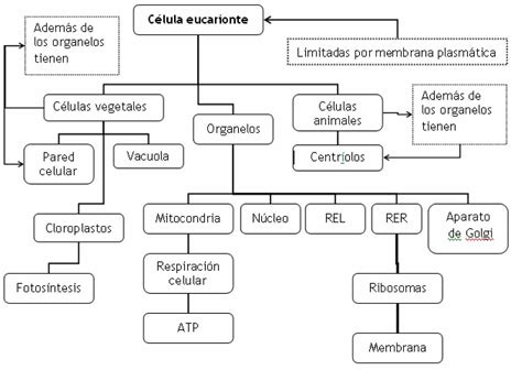 27 Mapa Conceptual De Las Celulas Eucariotas Image Mapa Mentos Images