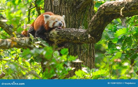 The Red Panda Lying On The Tree Stock Image Image Of Fulgens Lovely