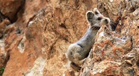 Ili Pika Seen After 20 Years Scientists Locate Extremely Endangered