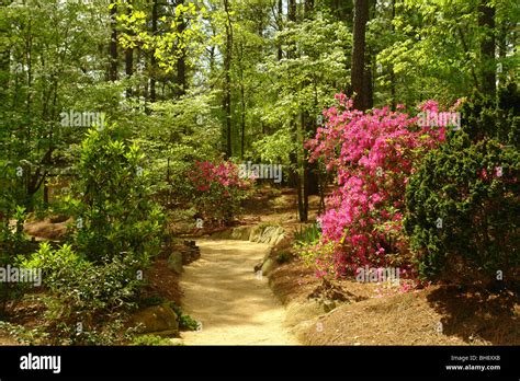 Ajd64270 Pinehurst Nc North Carolina The Sandhills Horticultural